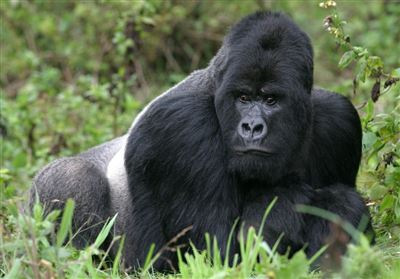 Gorilla im Kongo